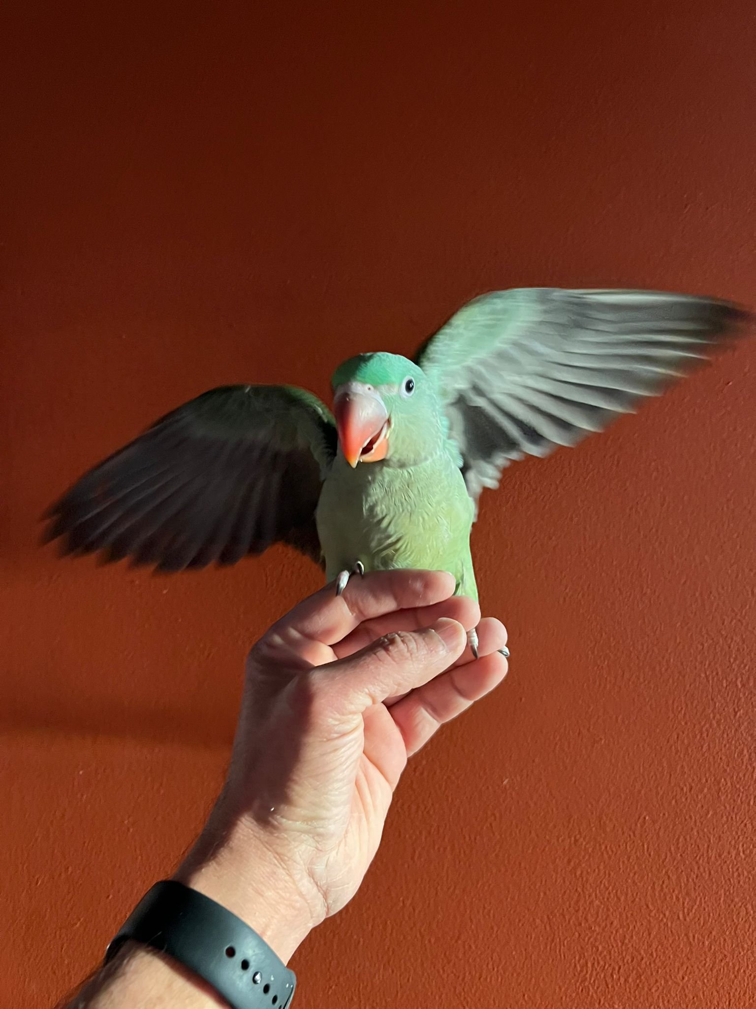 Alexandrine babies-3
