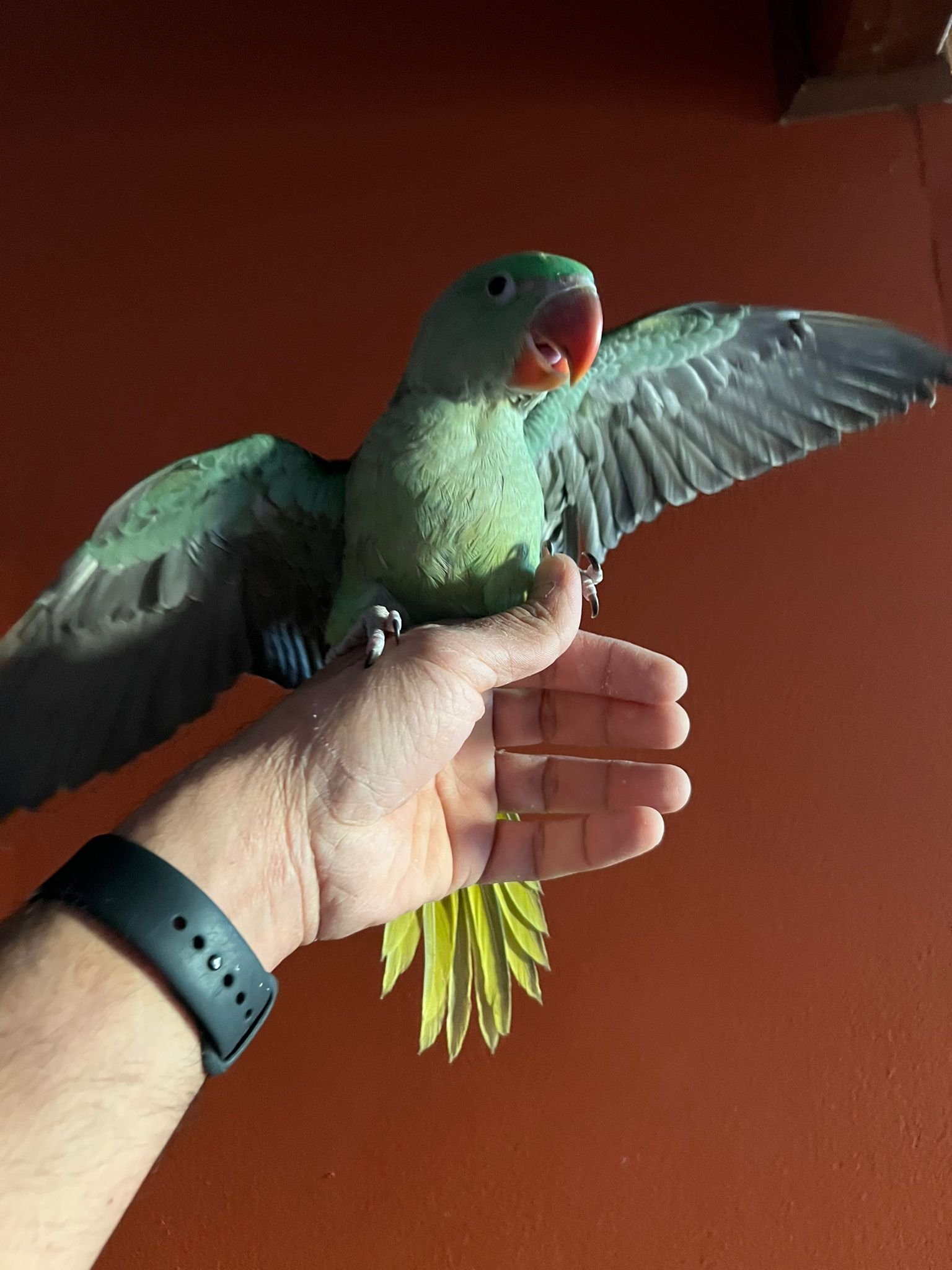 Alexandrine babies-4