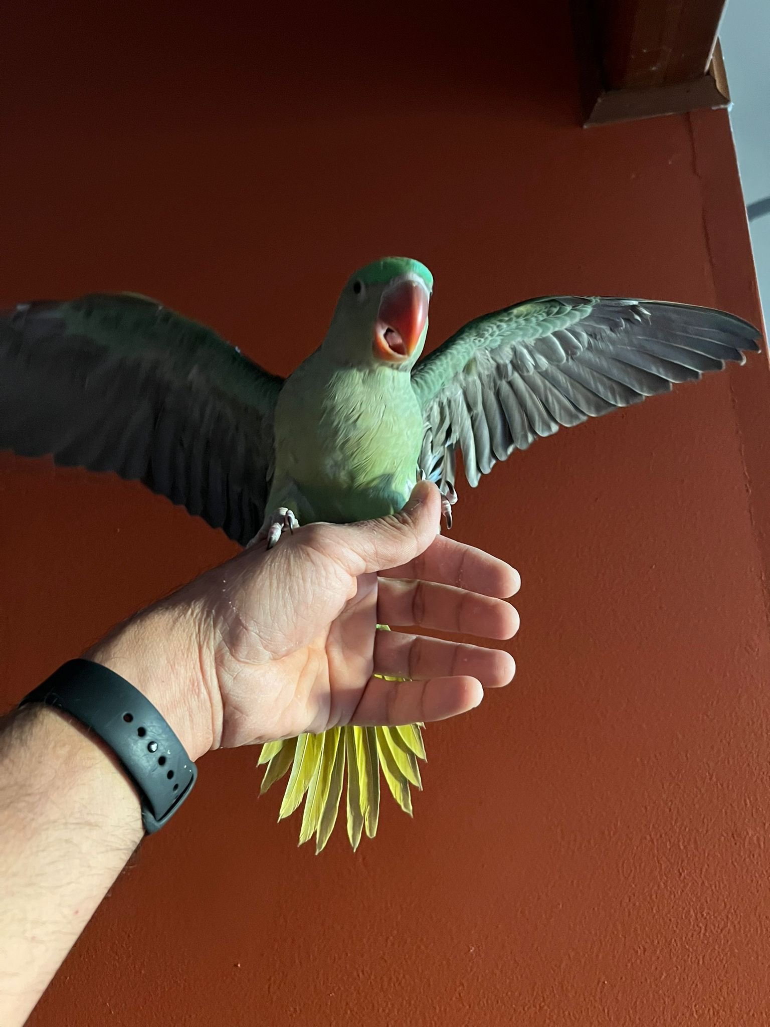 Alexandrine babies-5