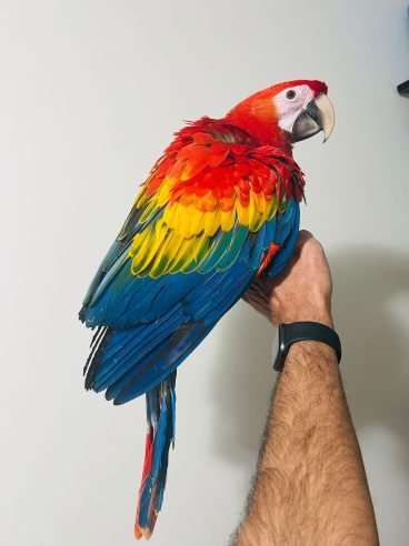 Scarlet Macaw