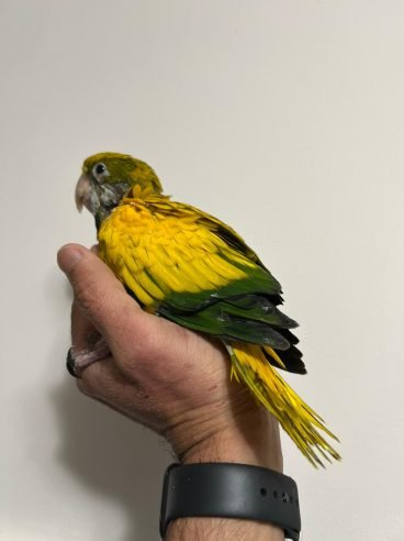 Golden Conure