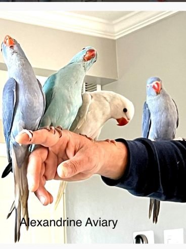 Ringneck Indian Parakeet